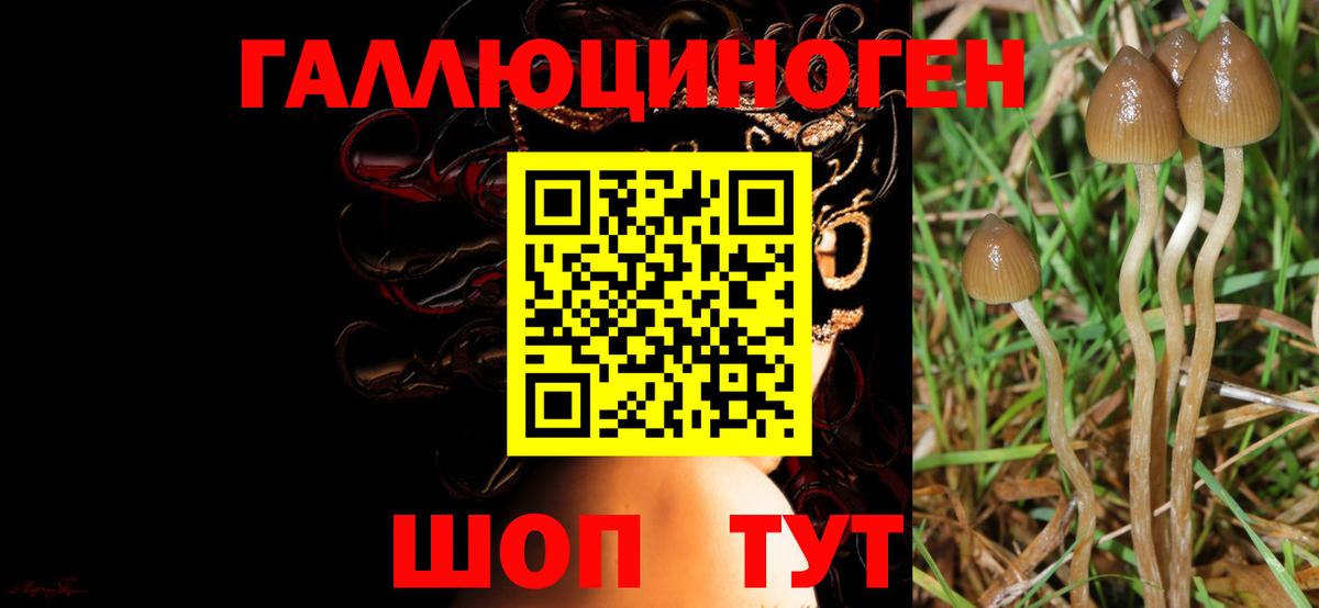Псилоцибиновые грибы Psilocybe  Вход с VPN  Городец 